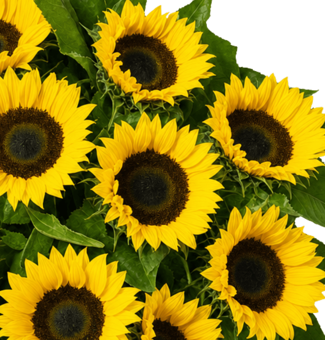 Sonnenblumenstrauß | 10 Sonnenblumen