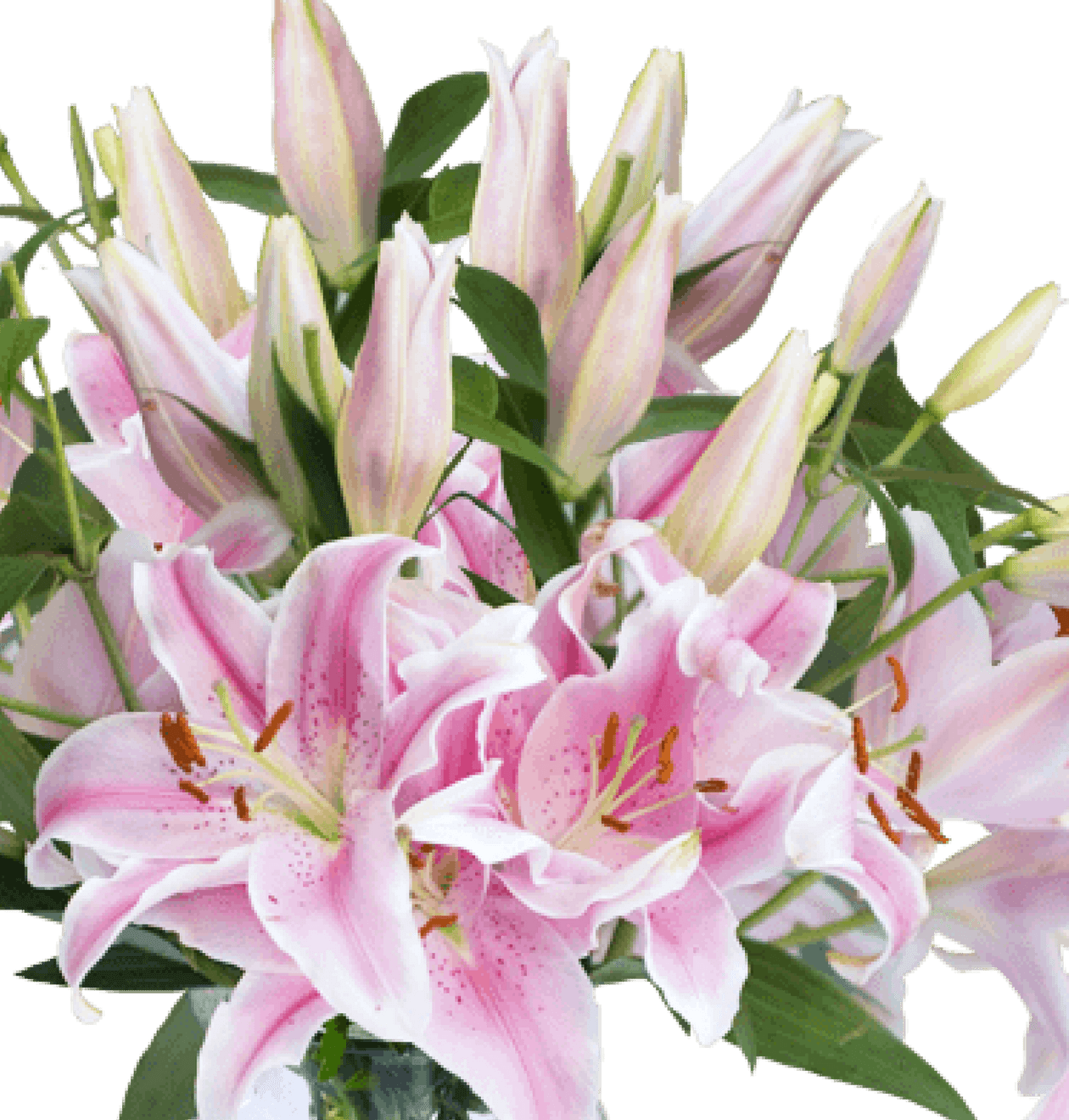 Lilienstrauß in Pink | 15 Stiele