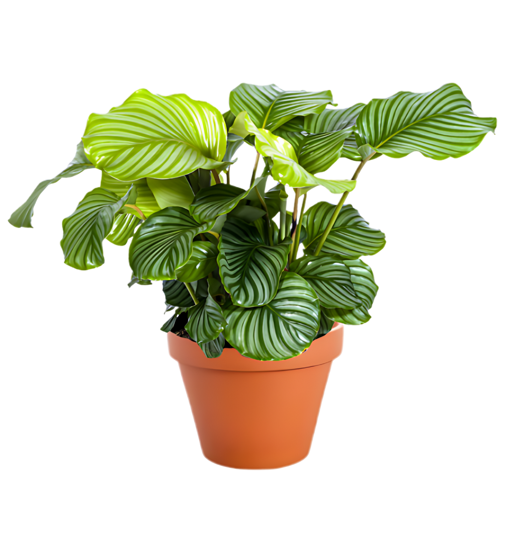Tropen-Quartett | 4 exotische Zimmerpflanzen | ca. 25-50 cm | Ø 12-15 cm Topf