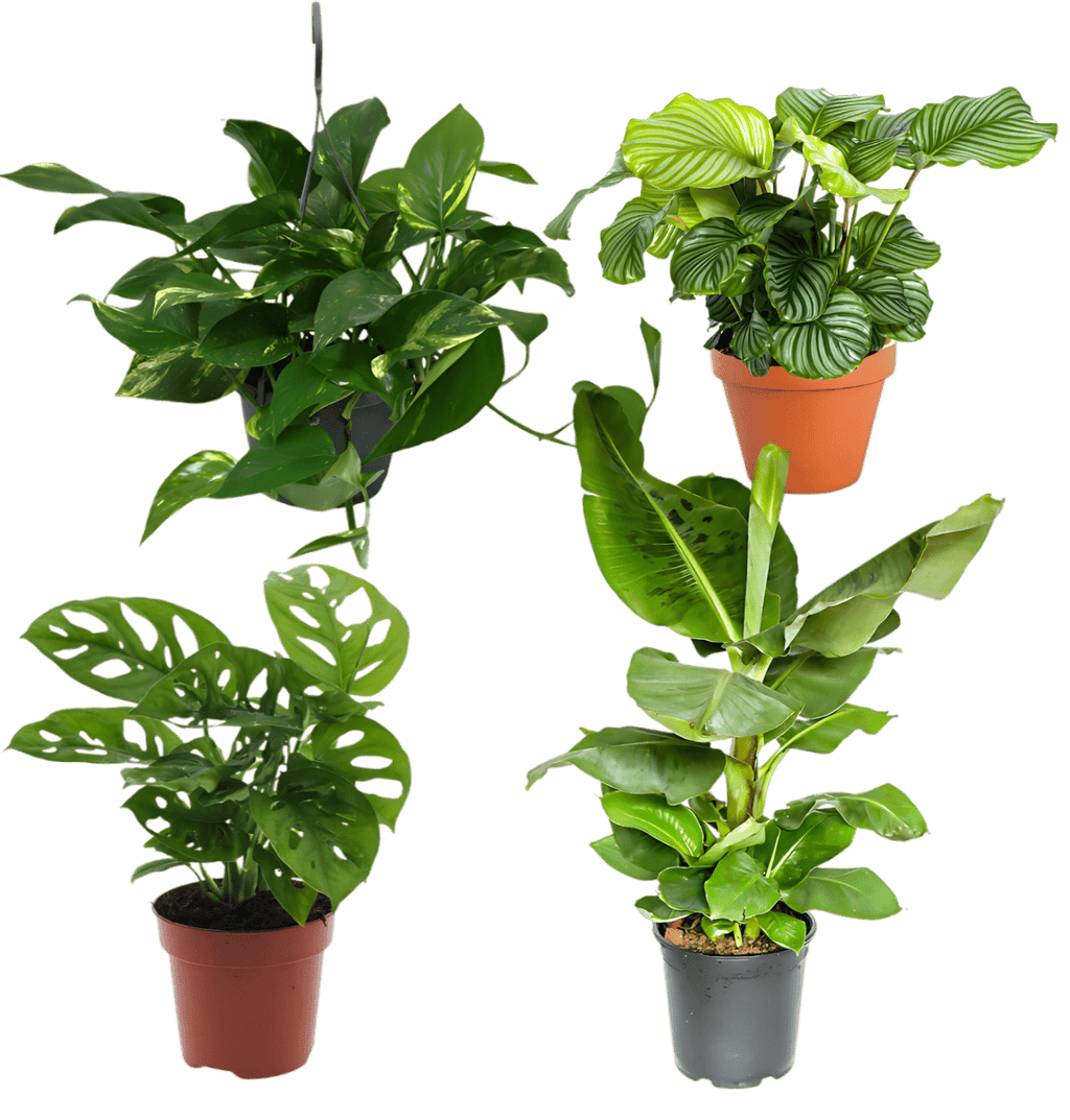 Tropen-Quartett | 4 exotische Zimmerpflanzen | ca. 25-50 cm | Ø 12-15 cm Topf