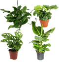Tropen-Quartett | 4 exotische Zimmerpflanzen | ca. 25-50 cm | Ø 12-15 cm Topf