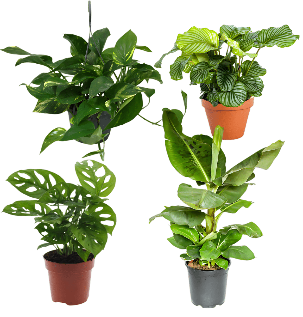 Tropen-Quartett | 4 exotische Zimmerpflanzen | ca. 25-50 cm | Ø 12-15 cm Topf