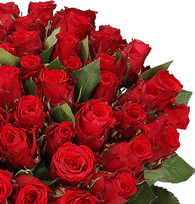 50 rote Rosen | XXL Rosenstrauß