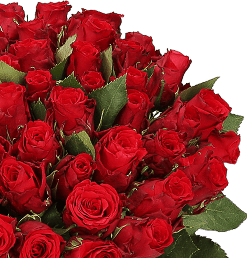 50 rote Rosen | XXL Rosenstrauß