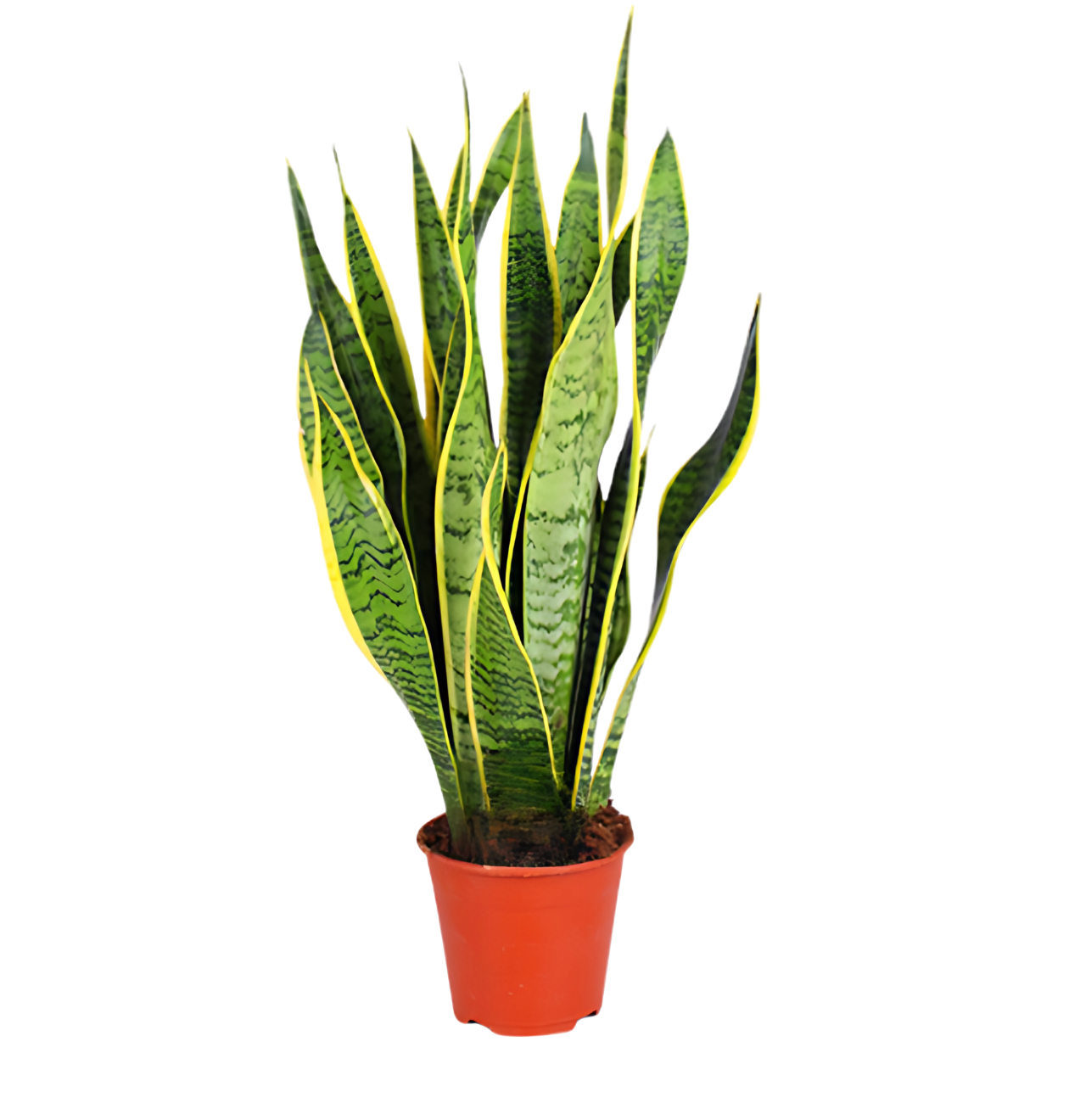 Tropen-Quintett | 5 exotische Zimmerpflanzen | ca. 25-50 cm | Ø 12-15 cm Topf