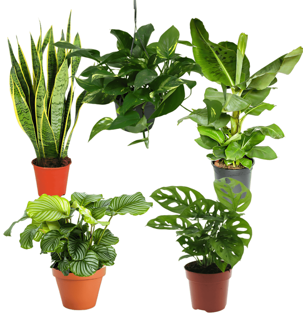Tropen-Quintett | 5 exotische Zimmerpflanzen | ca. 25-50 cm | Ø 12-15 cm Topf