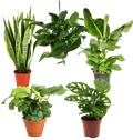 Tropen-Quintett | 5 exotische Zimmerpflanzen | ca. 25-50 cm | Ø 12-15 cm Topf