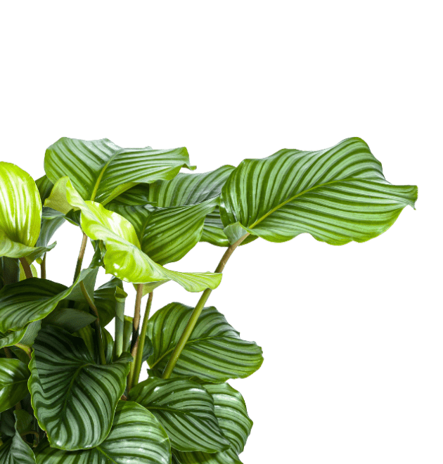 5er-Set Luftreiniger-Pflanzen | Monstera, Einblatt, Dieffenbachie, Goldfruchtpalme & Calathea | ca. 40-50 cm | Ø 12-15 cm Topf