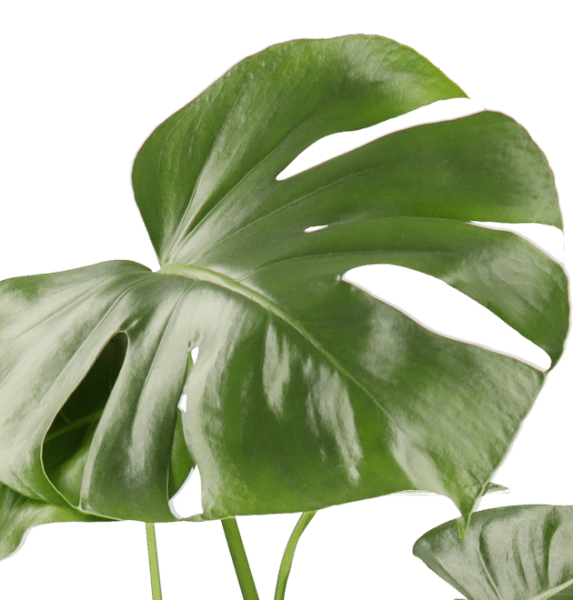 5er-Set Luftreiniger-Pflanzen | Monstera, Einblatt, Dieffenbachie, Goldfruchtpalme & Calathea | ca. 40-50 cm | Ø 12-15 cm Topf