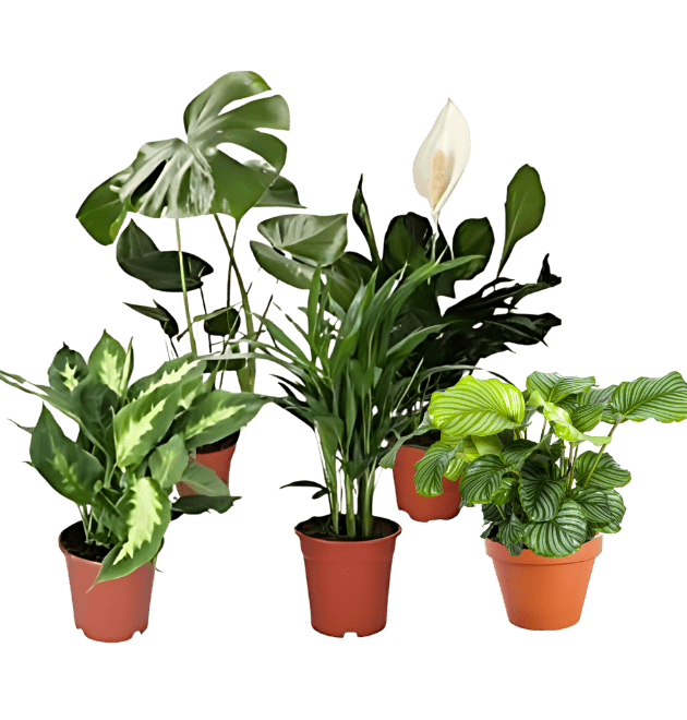 5er-Set Luftreiniger-Pflanzen | Monstera, Einblatt, Dieffenbachie, Goldfruchtpalme & Calathea | ca. 40-50 cm | Ø 12-15 cm Topf