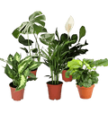 5er-Set Luftreiniger-Pflanzen | Monstera, Einblatt, Dieffenbachie, Goldfruchtpalme & Calathea | ca. 40-50 cm | Ø 12-15 cm Topf