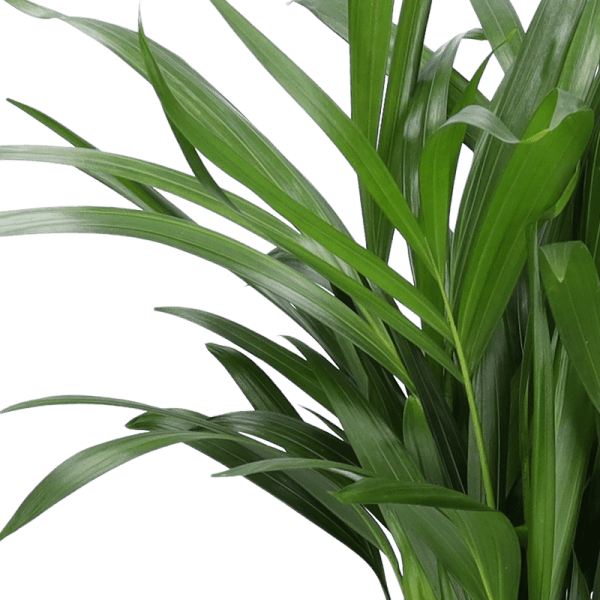 5er-Set Luftreiniger-Pflanzen | Monstera, Einblatt, Dieffenbachie, Goldfruchtpalme & Calathea | ca. 40-50 cm | Ø 12-15 cm Topf