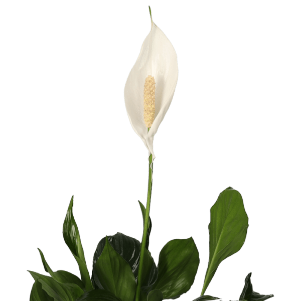 5er-Set Luftreiniger-Pflanzen | Monstera, Einblatt, Dieffenbachie, Goldfruchtpalme & Calathea | ca. 40-50 cm | Ø 12-15 cm Topf