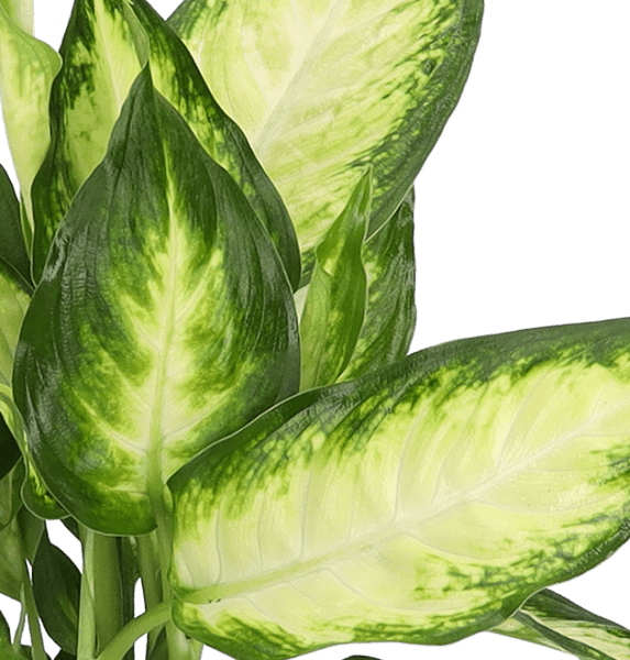 5er-Set Luftreiniger-Pflanzen | Monstera, Einblatt, Dieffenbachie, Goldfruchtpalme & Calathea | ca. 40-50 cm | Ø 12-15 cm Topf
