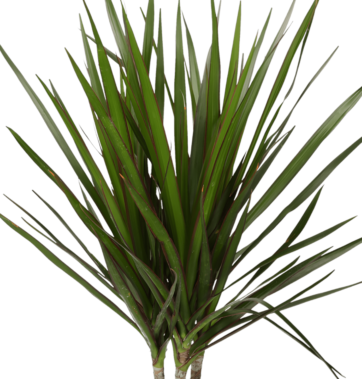 5er-Set „Palmenoase“ | Goldfruchtpalme, Bergpalme, Drachenbaum, Korbmarante & Zimmeraralie | ca. 40-55 cm | Ø 12-15 cm Topf