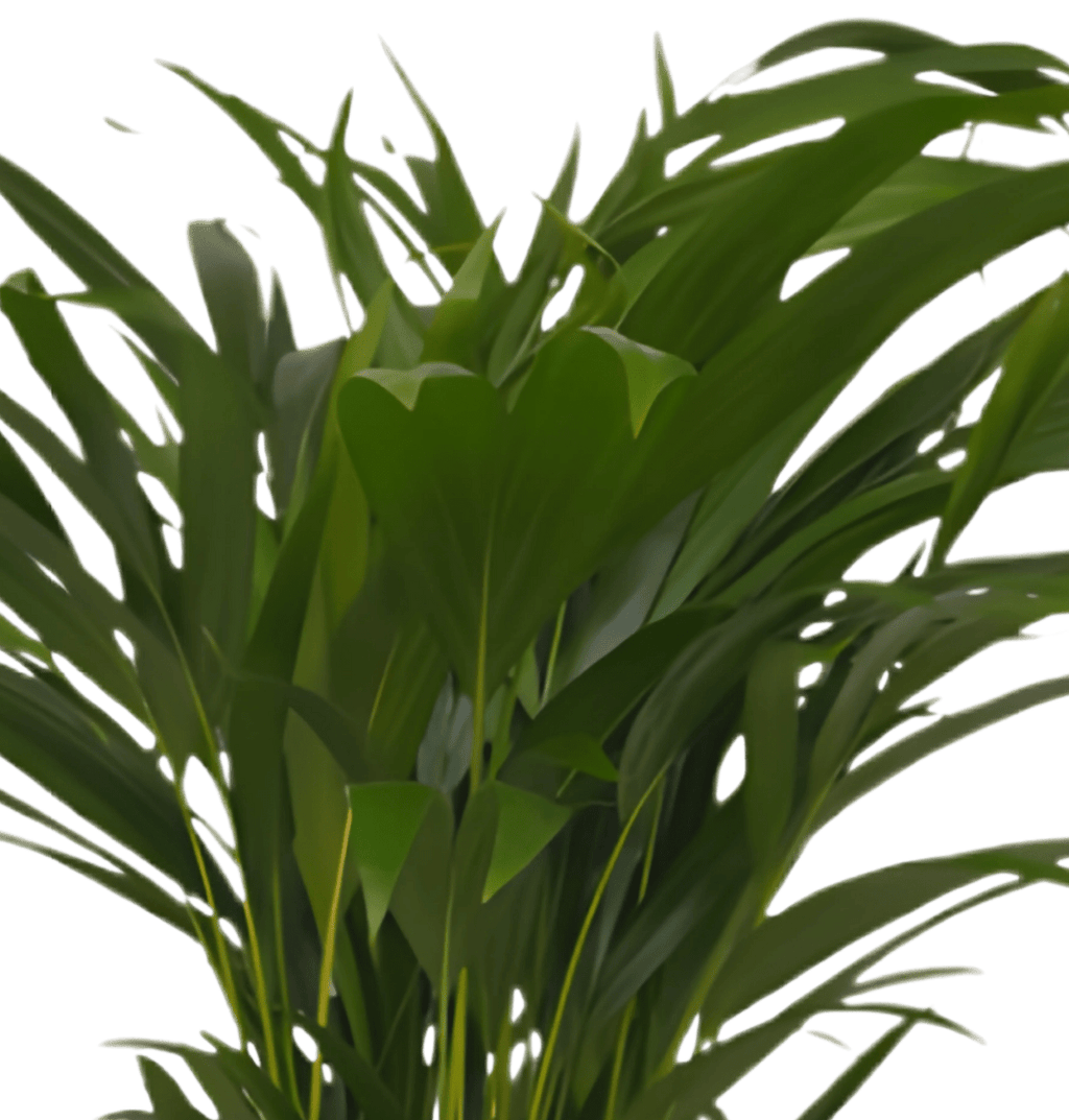 5er-Set „Palmenoase“ | Goldfruchtpalme, Bergpalme, Drachenbaum, Korbmarante & Zimmeraralie | ca. 40-55 cm | Ø 12-15 cm Topf