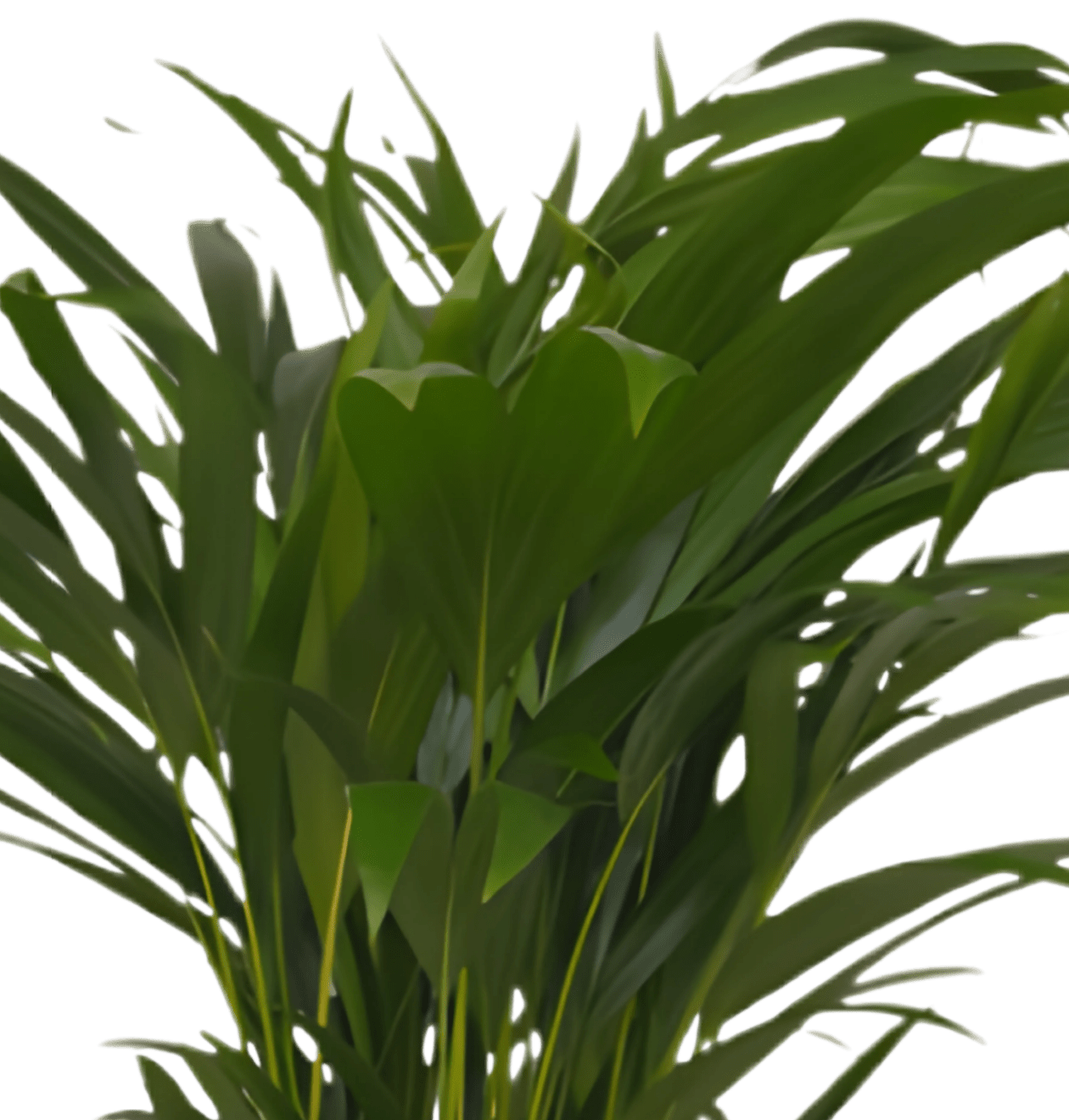 5er-Set „Palmenoase“ | Goldfruchtpalme, Bergpalme, Drachenbaum, Korbmarante & Zimmeraralie | ca. 40-55 cm | Ø 12-15 cm Topf