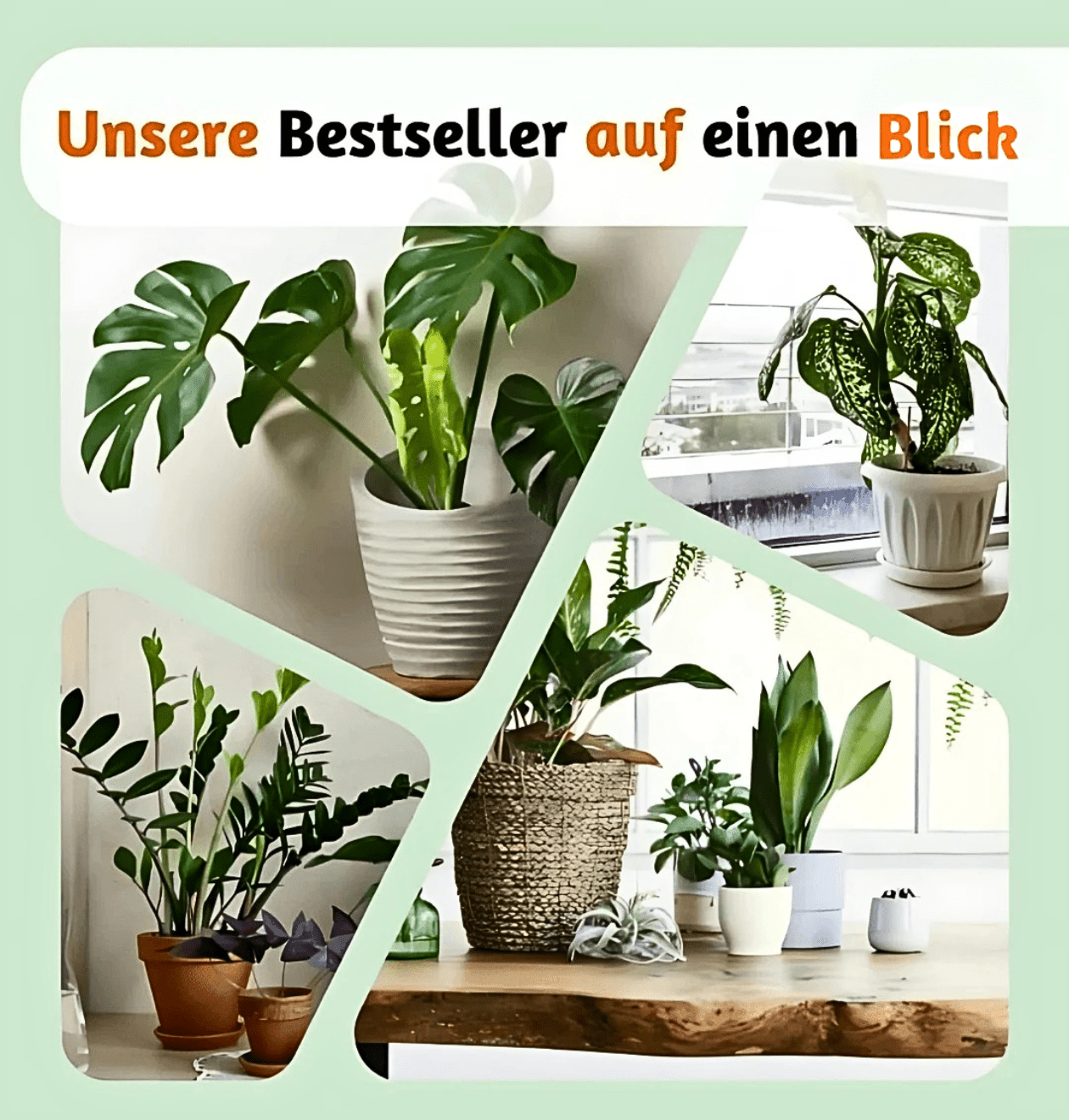 5er-Set „Palmenoase“ | Goldfruchtpalme, Bergpalme, Drachenbaum, Korbmarante & Zimmeraralie | ca. 40-55 cm | Ø 12-15 cm Topf