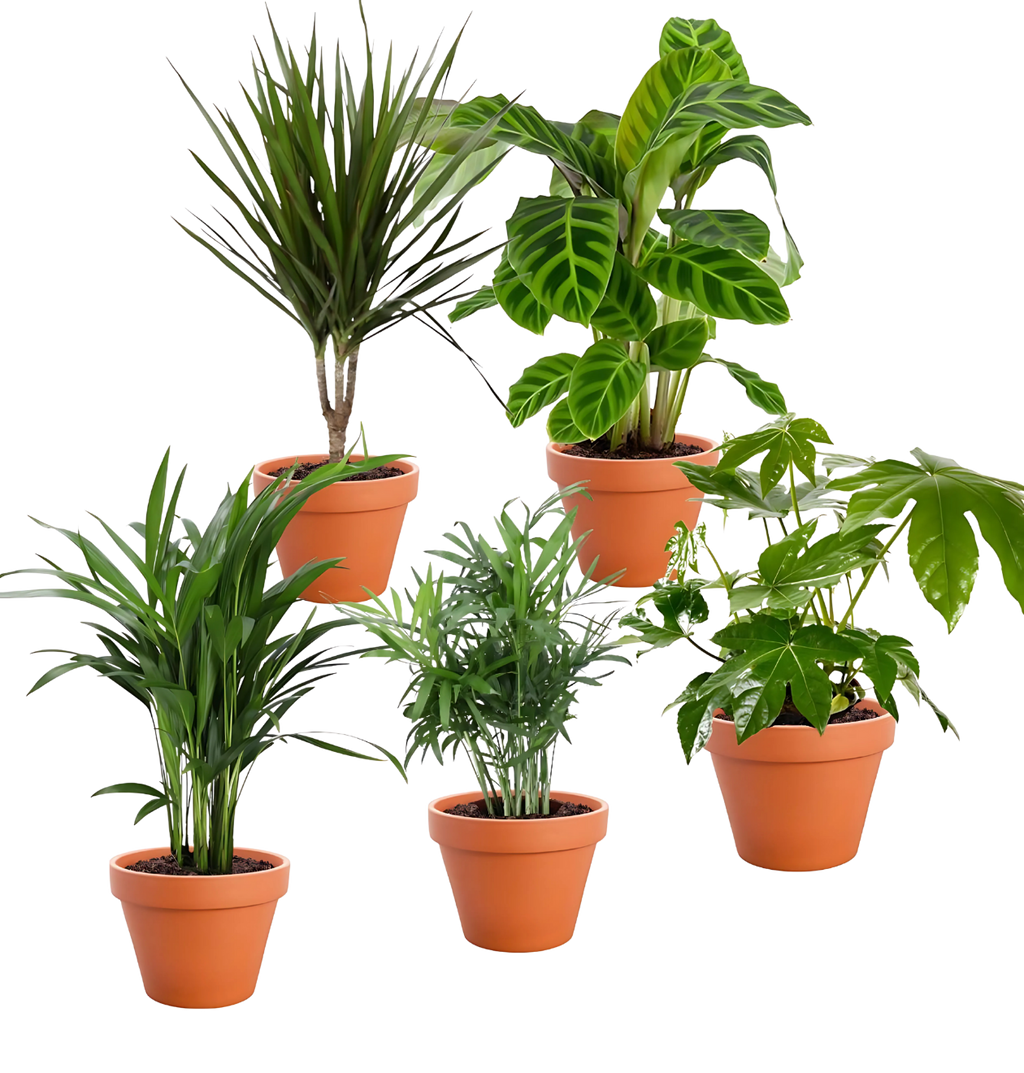 5er-Set „Palmenoase“ | Goldfruchtpalme, Bergpalme, Drachenbaum, Korbmarante & Zimmeraralie | ca. 40-55 cm | Ø 12-15 cm Topf