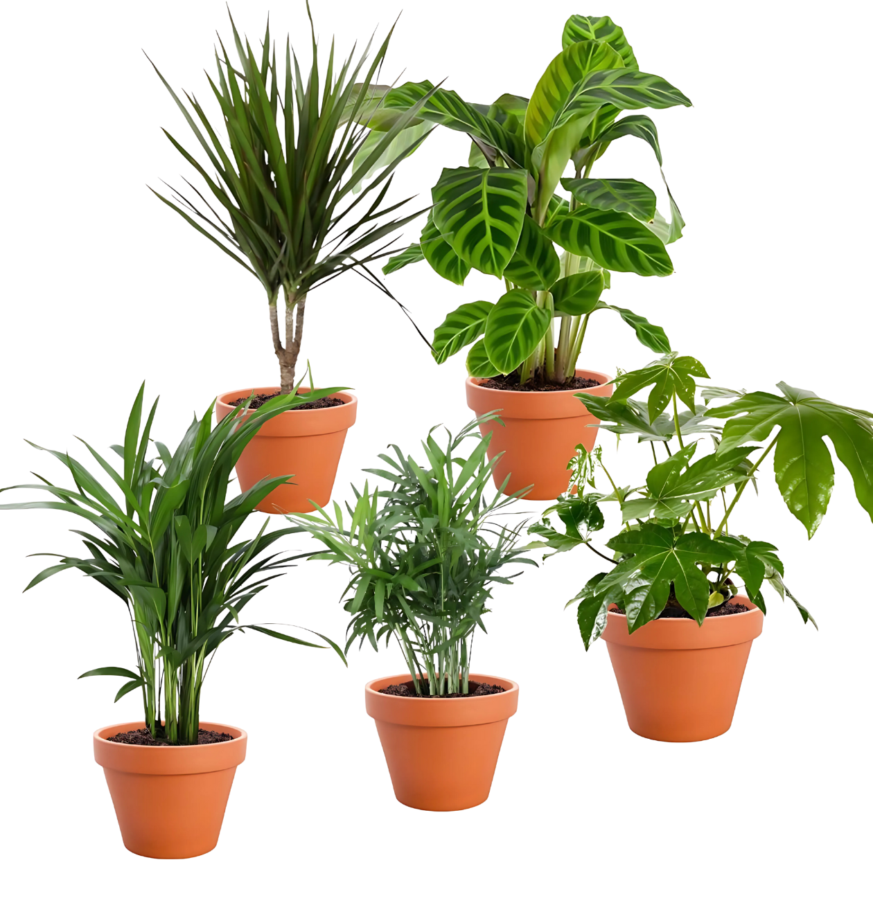 5er-Set „Palmenoase“ | Goldfruchtpalme, Bergpalme, Drachenbaum, Korbmarante & Zimmeraralie | ca. 40-55 cm | Ø 12-15 cm Topf
