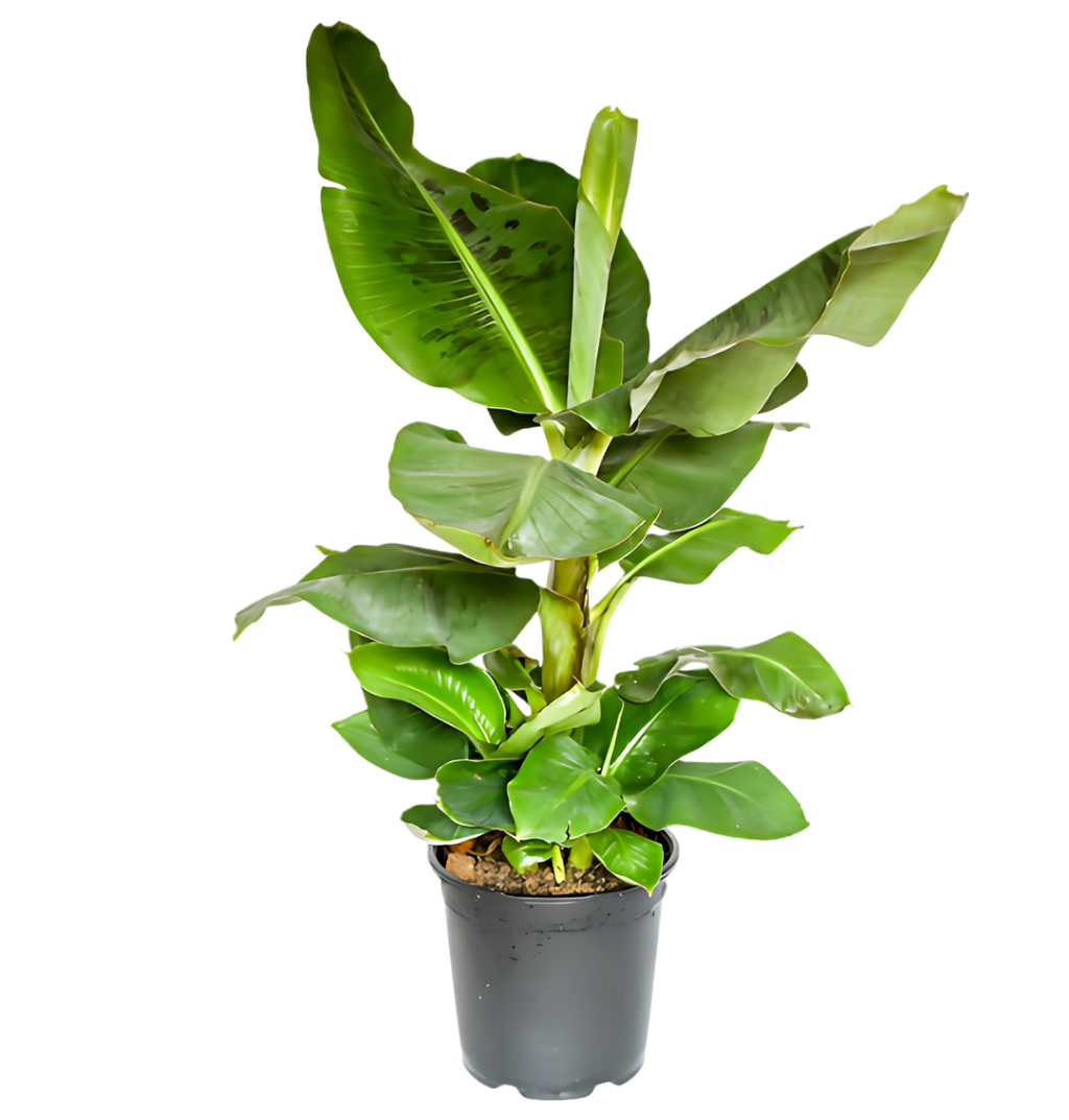 Tropen-Sextett | 6 exotische Zimmerpflanzen | ca. 25-50 cm | Ø 12-15 cm Topf