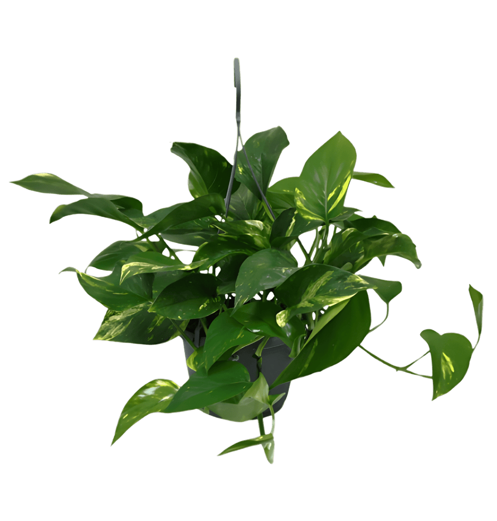 Tropen-Sextett | 6 exotische Zimmerpflanzen | ca. 25-50 cm | Ø 12-15 cm Topf