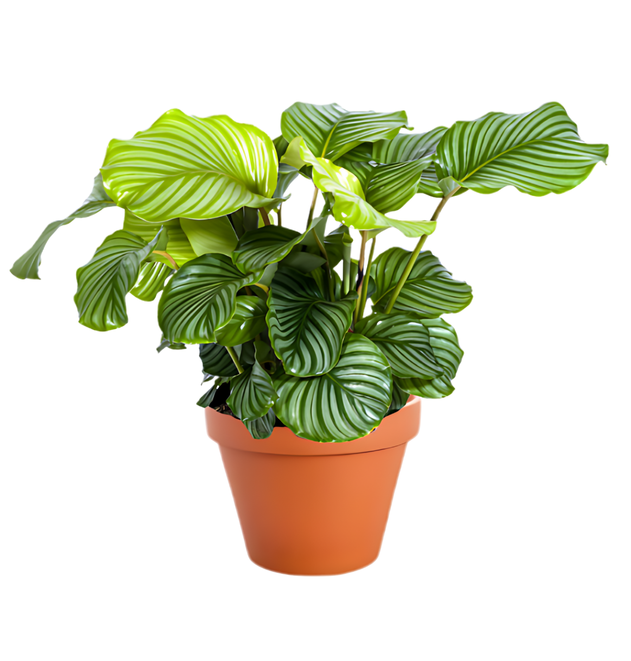 Tropen-Sextett | 6 exotische Zimmerpflanzen | ca. 25-50 cm | Ø 12-15 cm Topf