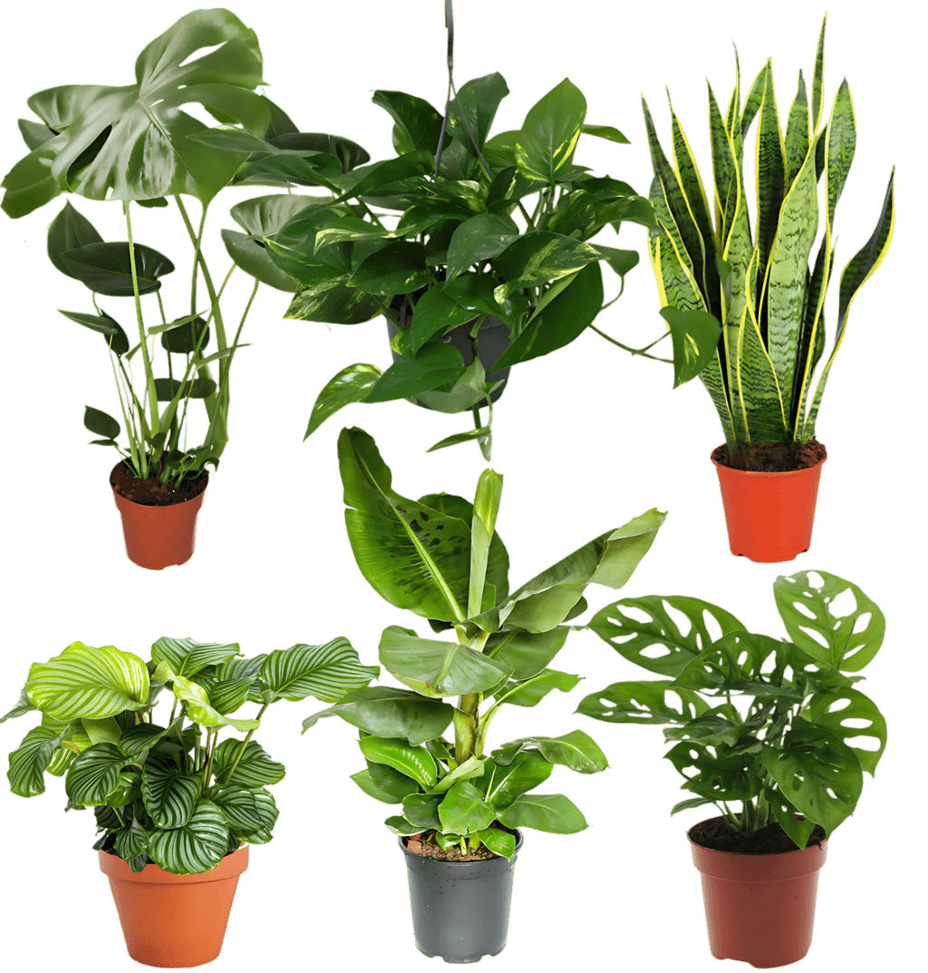 Tropen-Sextett | 6 exotische Zimmerpflanzen | ca. 25-50 cm | Ø 12-15 cm Topf