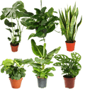 Tropen-Sextett | 6 exotische Zimmerpflanzen | ca. 25-50 cm | Ø 12-15 cm Topf