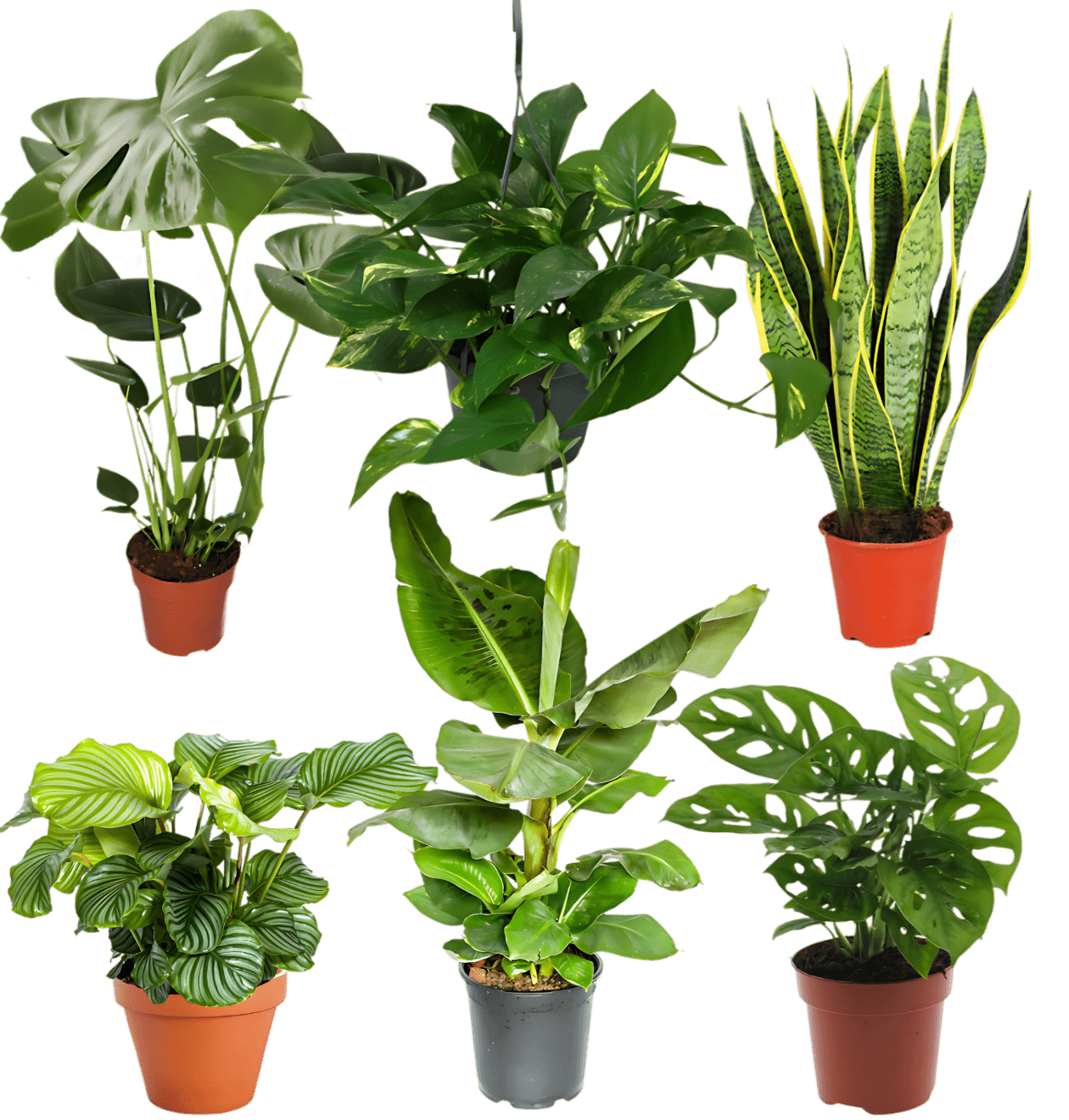 Tropen-Sextett | 6 exotische Zimmerpflanzen | ca. 25-50 cm | Ø 12-15 cm Topf