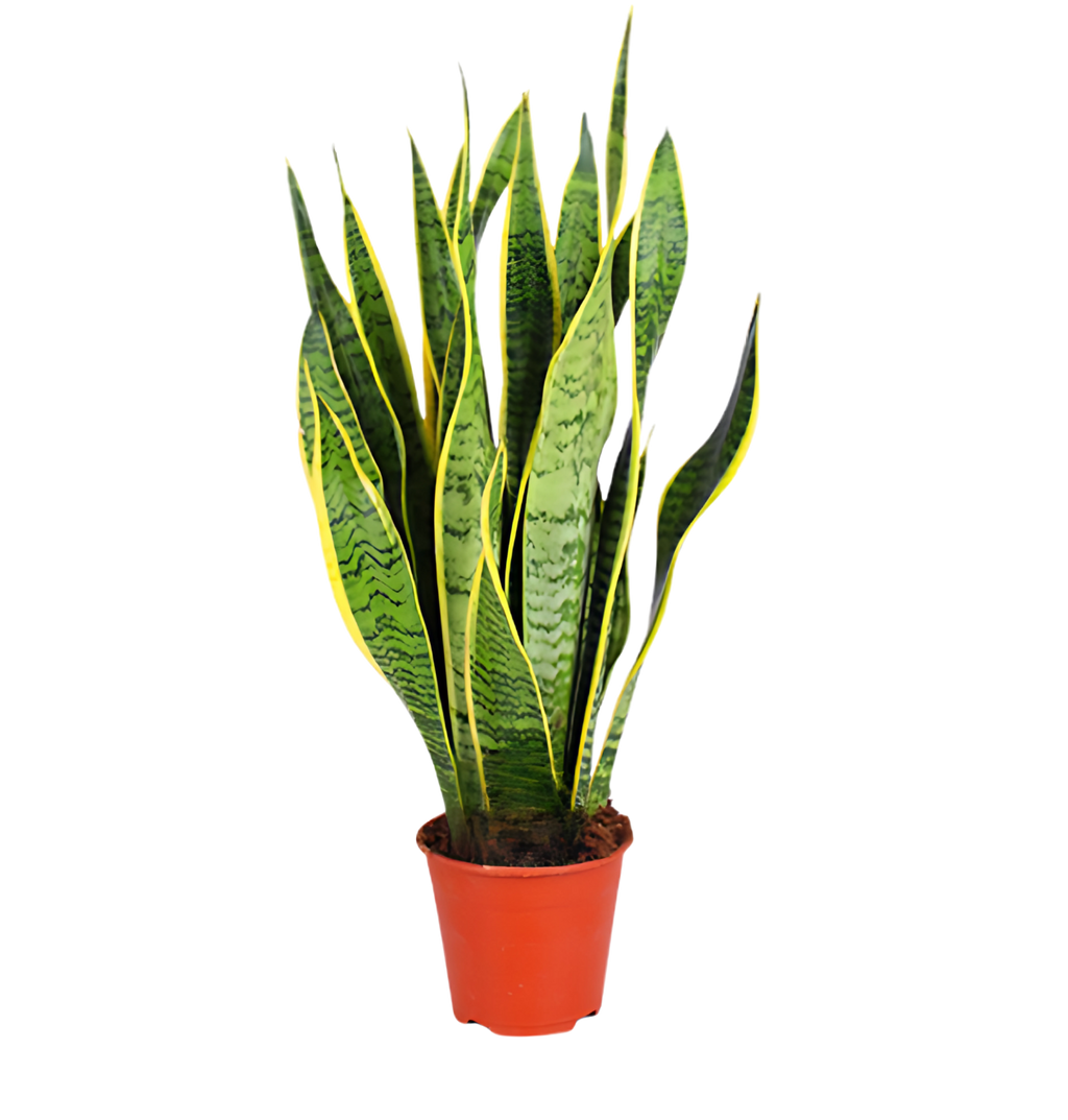 Tropen-Sextett | 6 exotische Zimmerpflanzen | ca. 25-50 cm | Ø 12-15 cm Topf