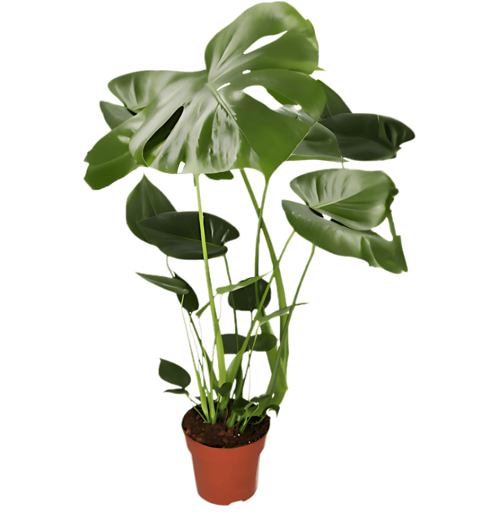 Tropen-Sextett | 6 exotische Zimmerpflanzen | ca. 25-50 cm | Ø 12-15 cm Topf