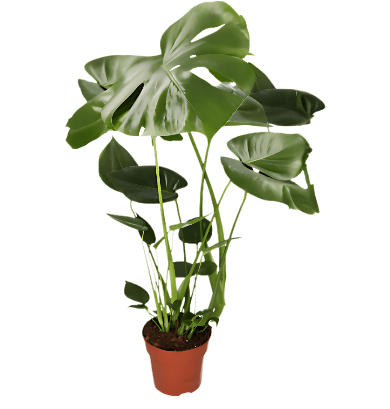 Tropen-Sextett | 6 exotische Zimmerpflanzen | ca. 25-50 cm | Ø 12-15 cm Topf