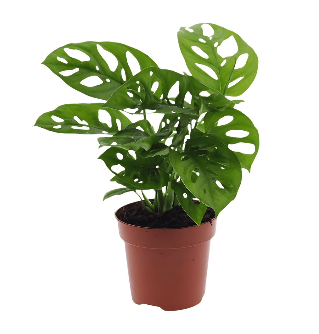 Tropen-Sextett | 6 exotische Zimmerpflanzen | ca. 25-50 cm | Ø 12-15 cm Topf