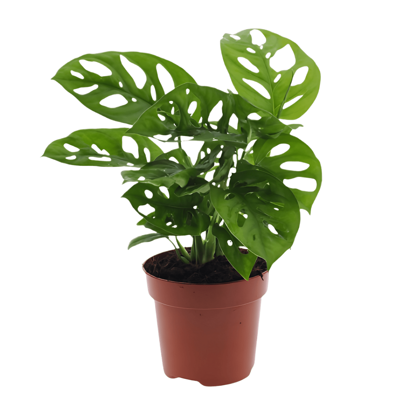 Tropen-Sextett | 6 exotische Zimmerpflanzen | ca. 25-50 cm | Ø 12-15 cm Topf