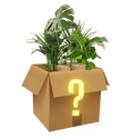 Überraschungsbox | 6 Artikel aus unserem Sortiment