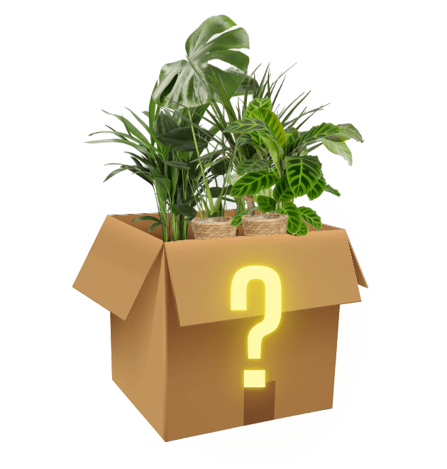 Überraschungsbox | 6 Artikel aus unserem Sortiment