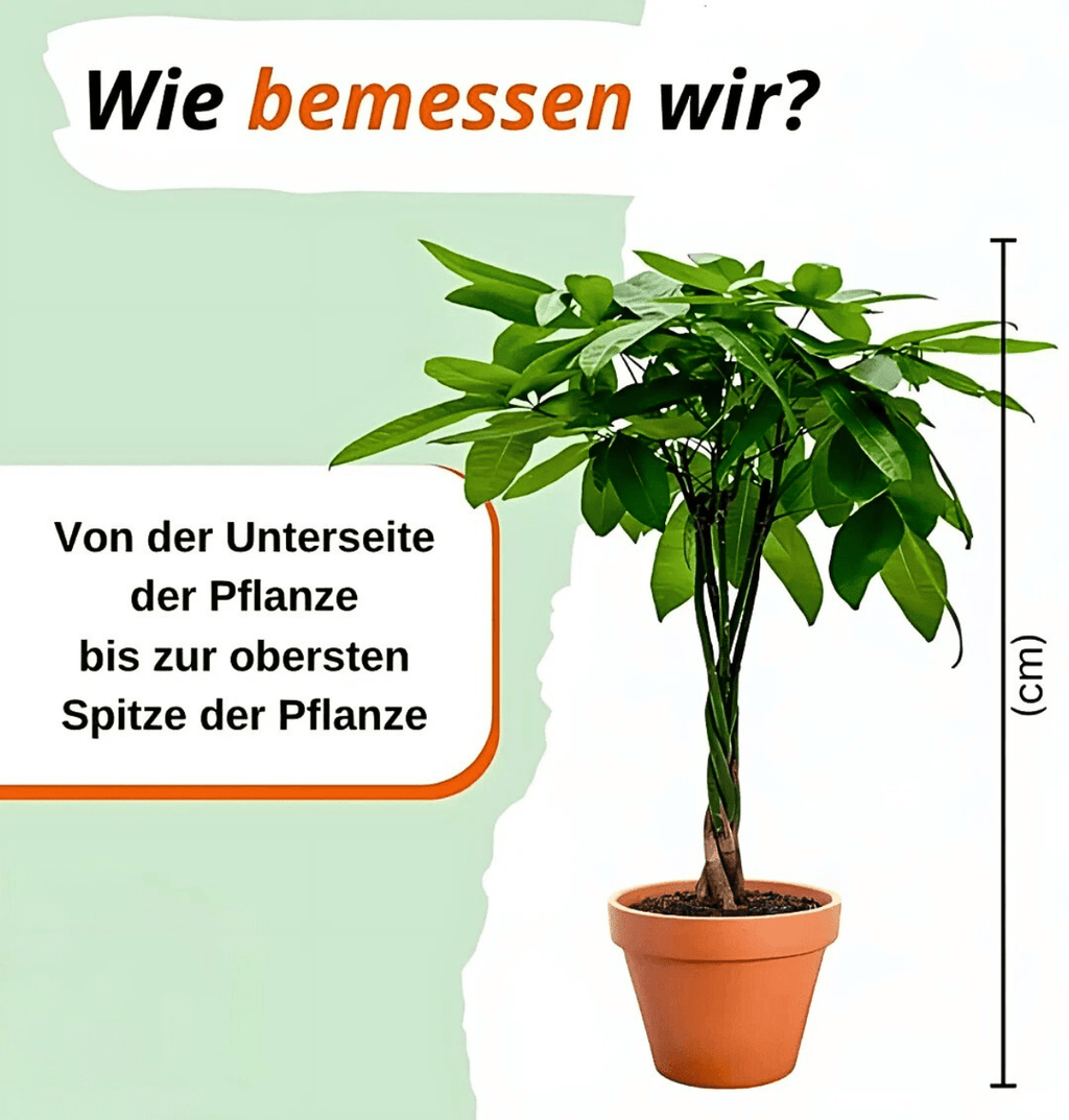 Überraschungsbox | 6 Artikel aus unserem Sortiment