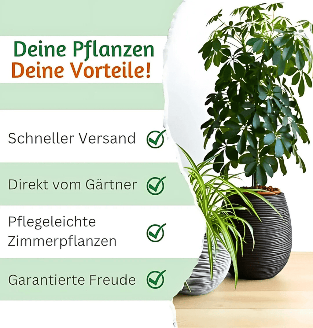 Überraschungsbox | 6 Artikel aus unserem Sortiment