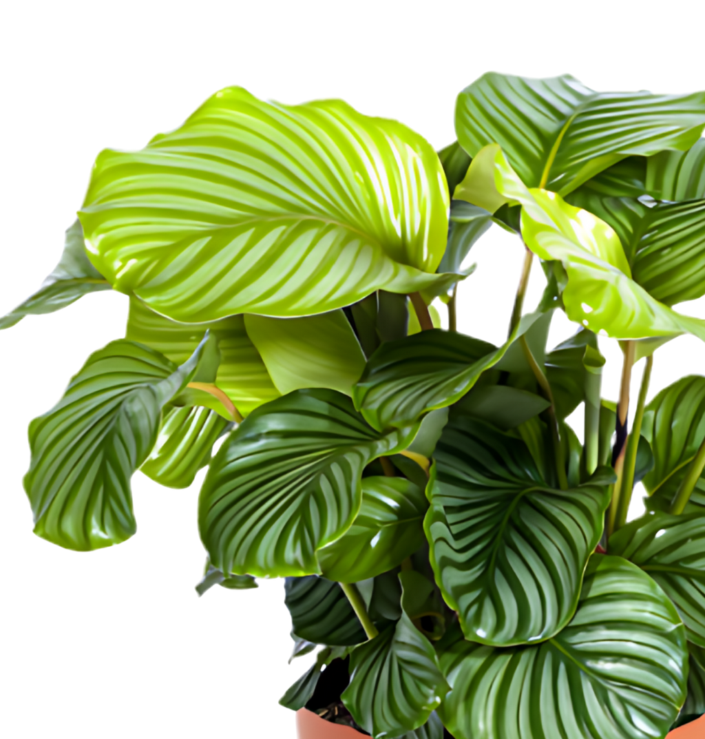 5er-Set „Palmenoase“ | Goldfruchtpalme, Bergpalme, Drachenbaum, Korbmarante & Zimmeraralie | ca. 40-55 cm | Ø 12-15 cm Topf