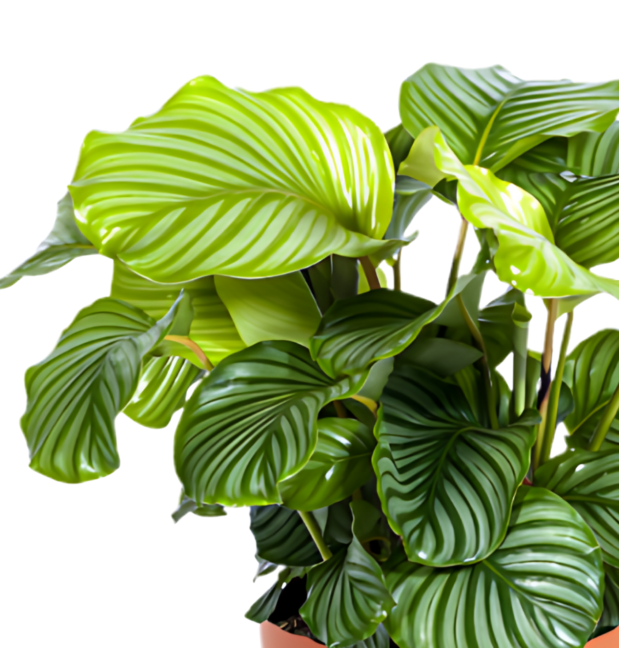 5er-Set „Palmenoase“ | Goldfruchtpalme, Bergpalme, Drachenbaum, Korbmarante & Zimmeraralie | ca. 40-55 cm | Ø 12-15 cm Topf