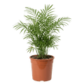 Bergpalme (Chamaedorea elegans) | Zimmerpalme ca. 40-45 cm