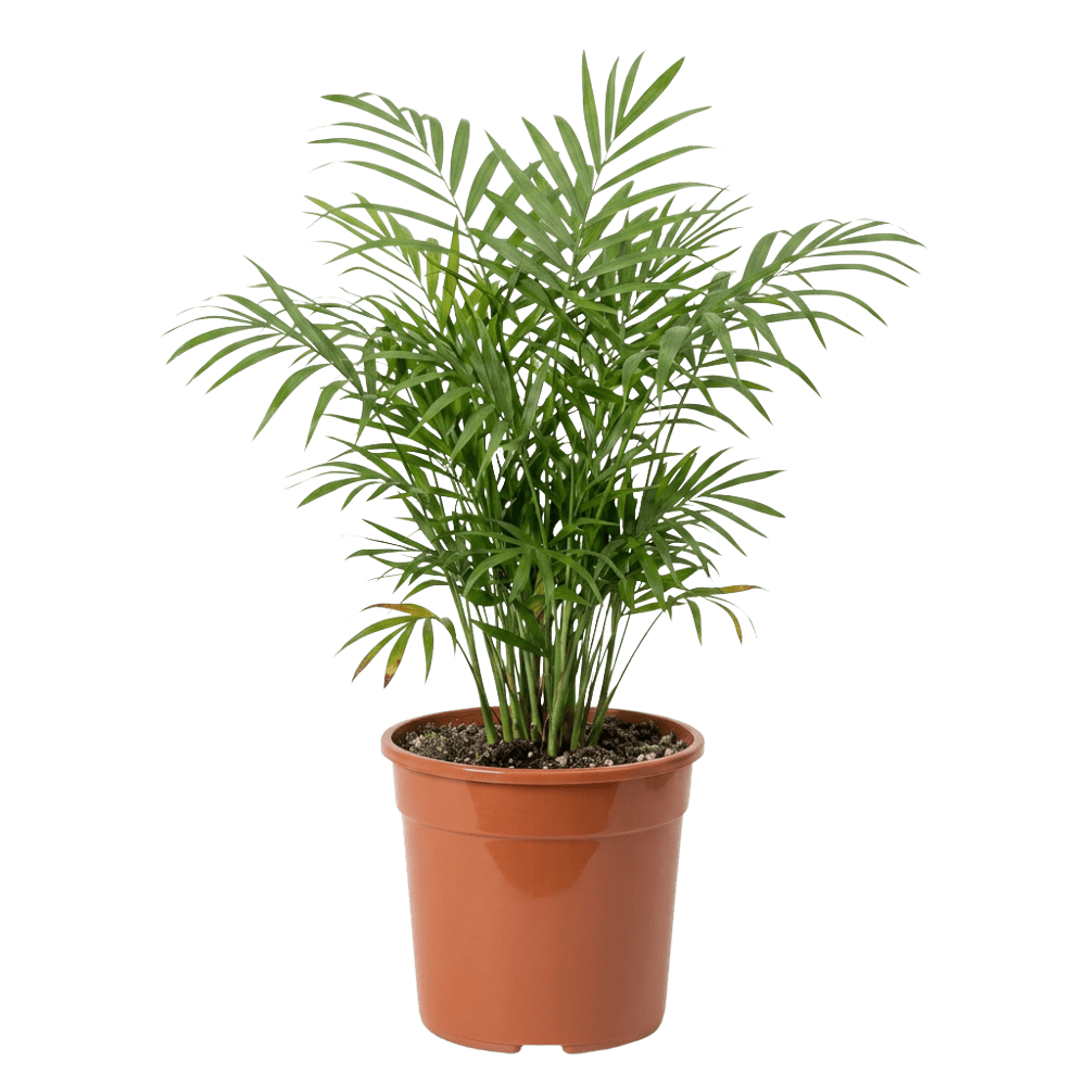 Bergpalme (Chamaedorea elegans) | Zimmerpalme ca. 40-45 cm