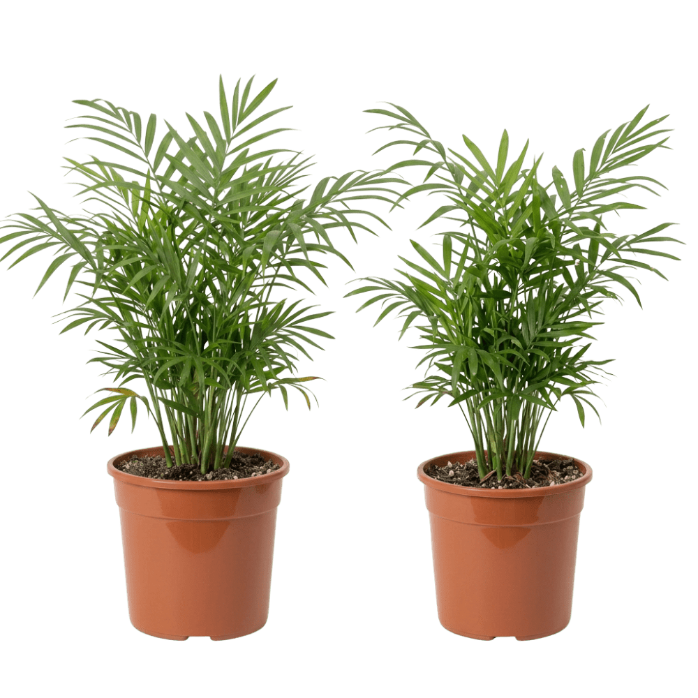 Bergpalme (Chamaedorea elegans) | Zimmerpalme ca. 40-45 cm