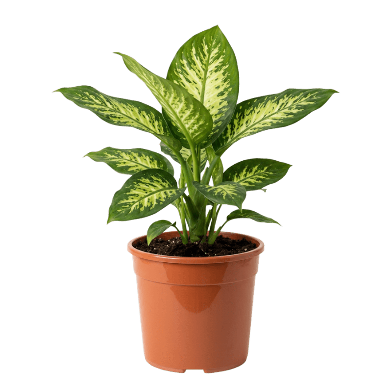 Dieffenbachie (Dieffenbachia) | Zimmerpflanze ca. 40-50 cm