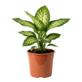 Dieffenbachie (Dieffenbachia) | Zimmerpflanze ca. 40-50 cm