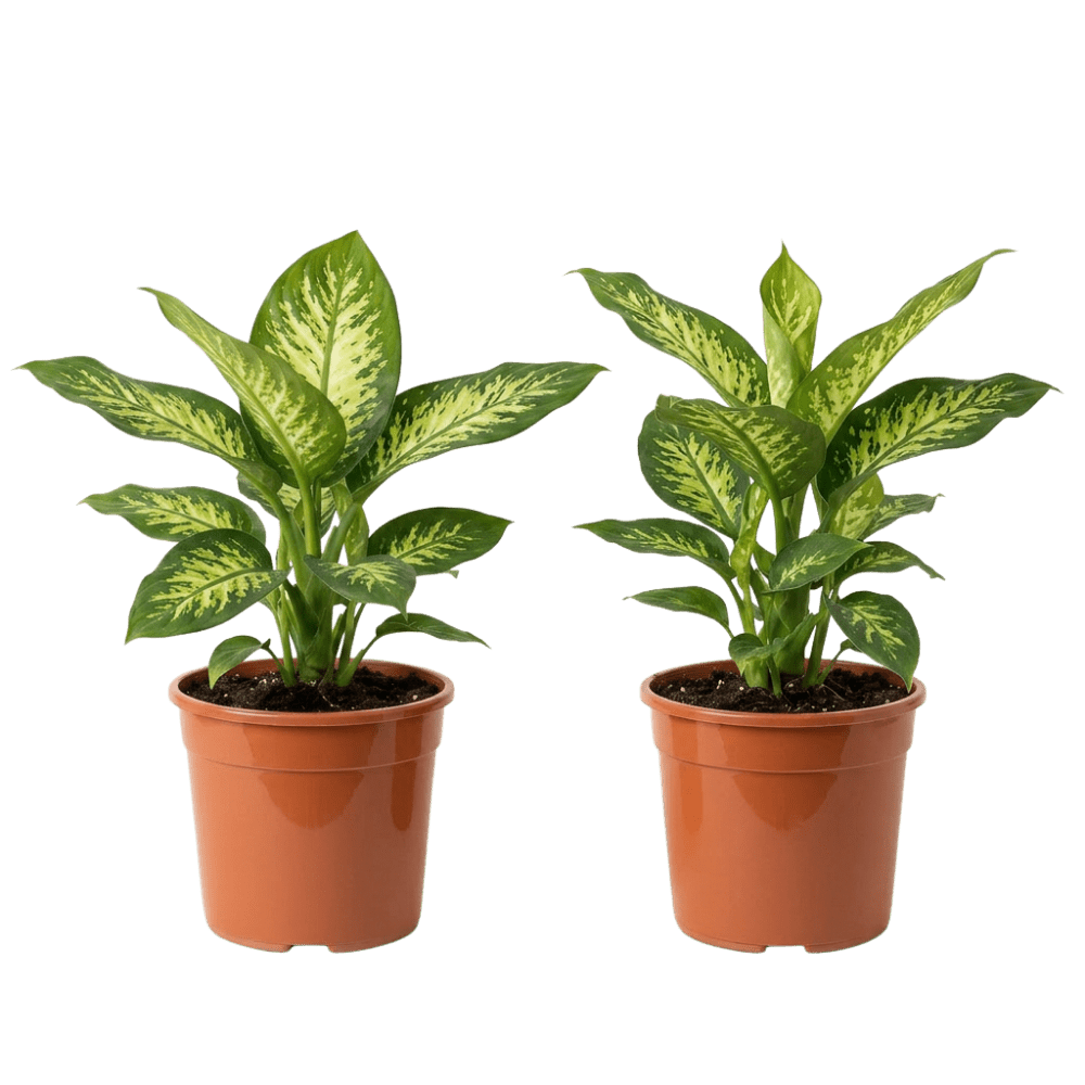 Dieffenbachie (Dieffenbachia) | Zimmerpflanze ca. 40-50 cm