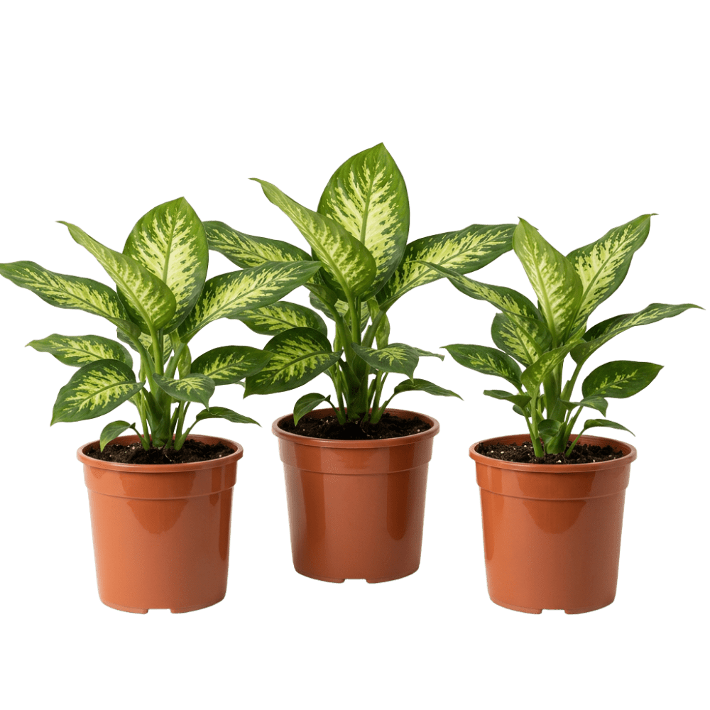 Dieffenbachie (Dieffenbachia) | Zimmerpflanze ca. 40-50 cm