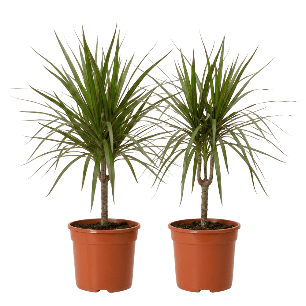 Drachenbaum (Dracaena) | Zimmerpflanze ca. 40-50 cm