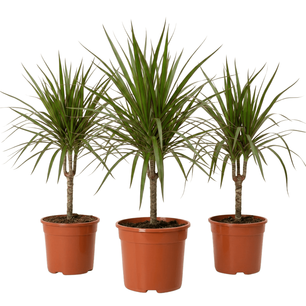 Drachenbaum (Dracaena) | Zimmerpflanze ca. 40-50 cm